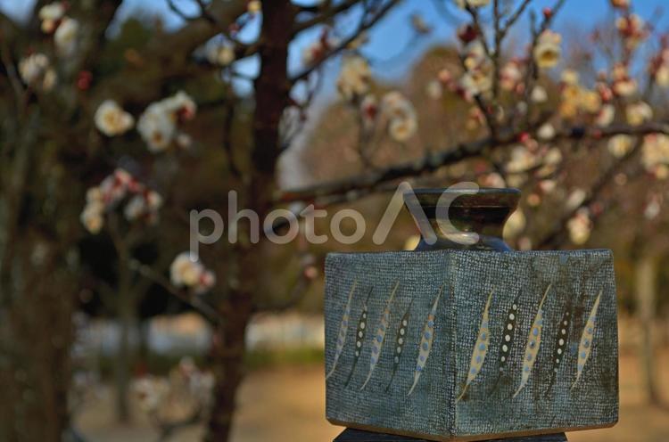 春を告げる梅の花が 焼き物,焼物,やきものの写真素材