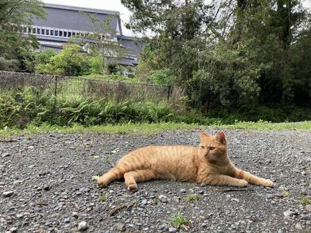 野良猫 地域猫 野良猫 地域猫の写真