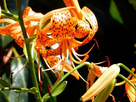 [Flower photo] Tiger lily, JPG