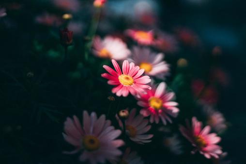 花 花の写真