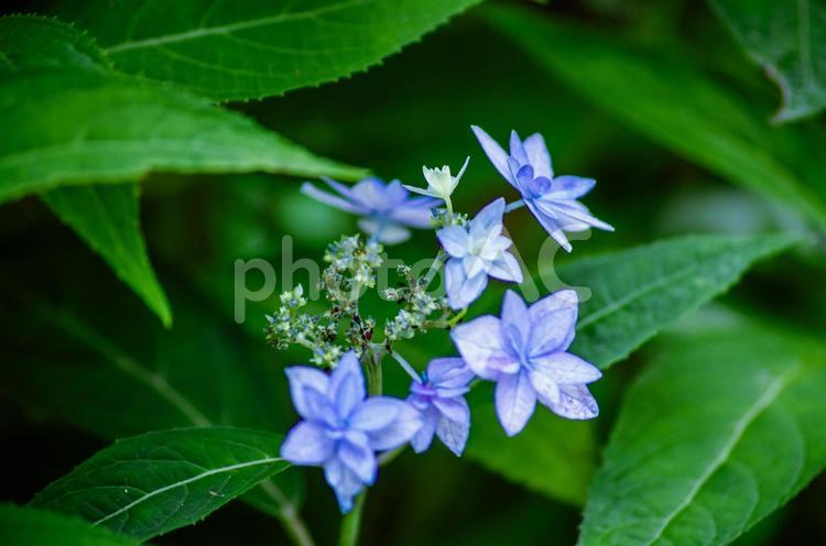 梅雨時期の風物詩　紫陽花の咲き始め 紫陽花,梅雨,アジサイの写真素材