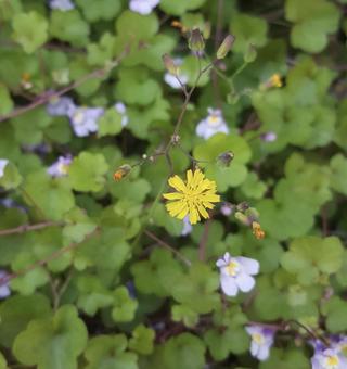 東京郊外の小さないのちの写真