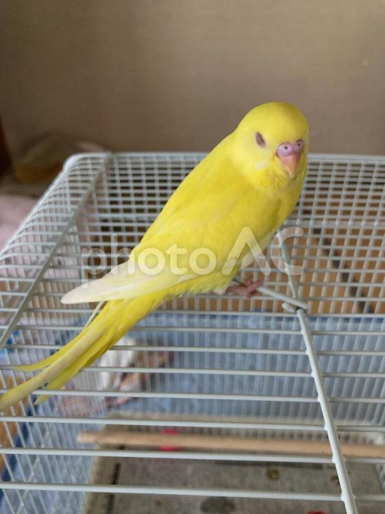 ケージの上に乗る　セキセイインコ　ルチノー セキセイインコ,インコ,ルチノの写真素材
