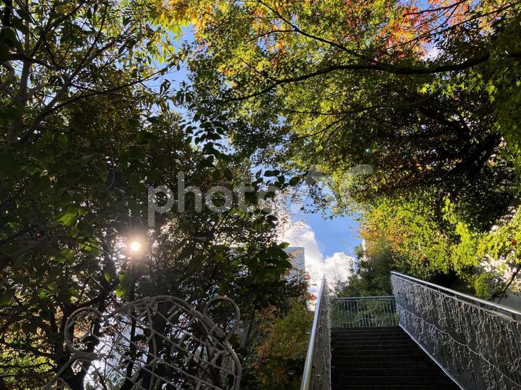 都会の森を登る階段 風景,景色,ビル群の写真素材