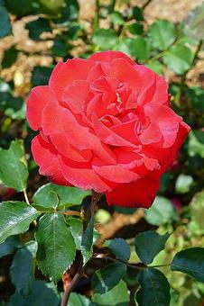 荒牧バラ園716　レベル 兵庫県,荒牧バラ園,バラの写真素材