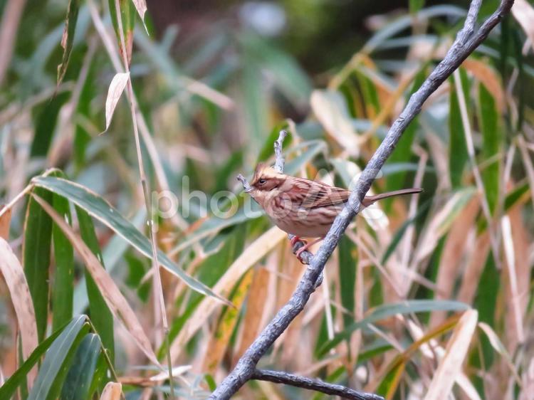 木の枝に留まるミヤマホオジロのメス ミヤマホオジロ,深山頬白,みやまほおじろの写真素材