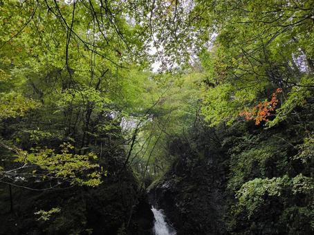 森林の滝 滝,森林,自然の写真素材