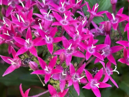 チラシの背景に使うための紫の花 チラシの背景に使うための紫の花の写真