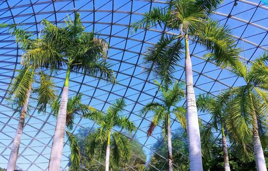 ヤシの木/とっとり花回廊・フラワードーム ヤシの木,観葉植物,木の写真素材