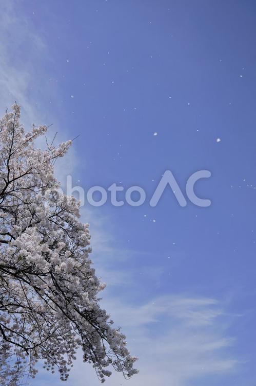 風景素材　春の晴れた日の綺麗な桜と花吹雪 風景,桜,チェリーブラッサムの写真素材
