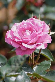 Aramaki Rose Garden 209 Love Potion, JPG