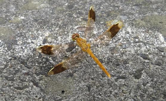 Dragonfly resting on concrete, dragonfly, insect, miyama makane, JPG