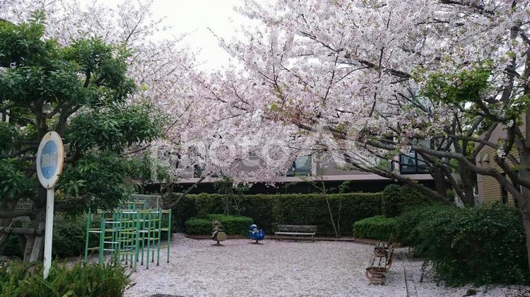 ピンクの絨毯 木,花,庭園の写真素材