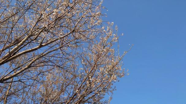 桜と青空 桜と青空の写真