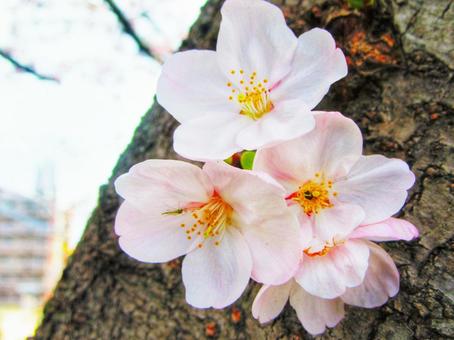 木の幹から咲くサクラ 木の幹から咲くサクラの写真