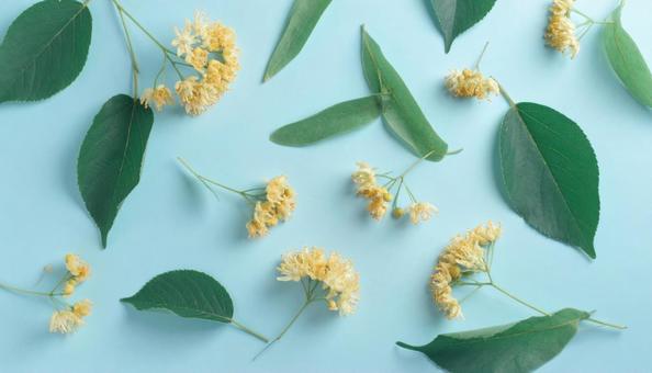 秋の花 キンモクセイ 秋の花 キンモクセイの写真