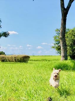 ドッグラン ドッグラン 犬,風景,自然の写真素材