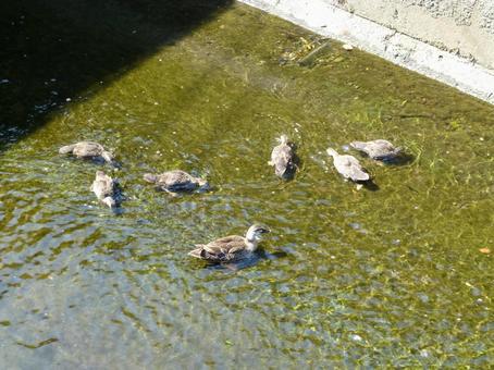 街中の支流で採餌するカルガモの親子 街中の支流で採餌するカルガモの親子 カルガモ,カモ類,鳥の写真素材
