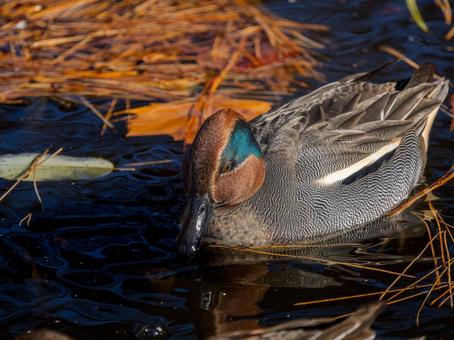 A duck swimming in a pond, JPG