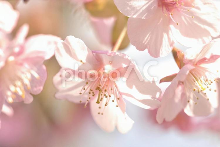 植物　花　桜 植物,花,桜の写真素材