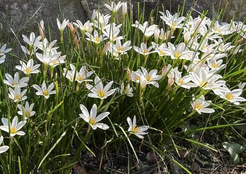 タマスダレ 花,白い花,タマスダレの写真素材