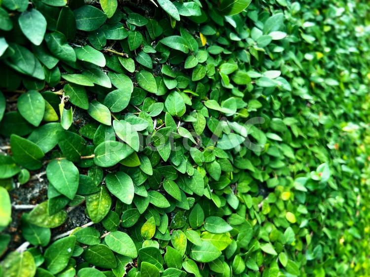 外壁を覆うツタ植物 外壁,つた,蔦の写真素材