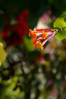 ツキヌキニンドウ　綾瀬1の写真