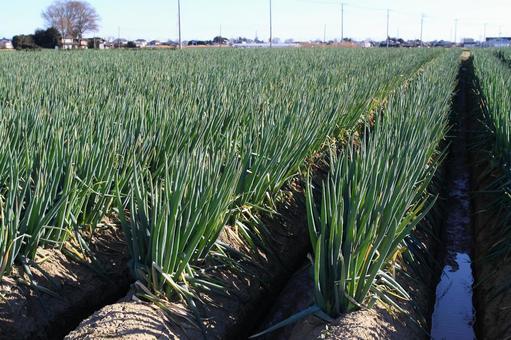 Green onion field Fukaya green onion field Fukaya green onion Shingai Fukaya City Toyosato Chiaraijima Green onion field Fukaya green onion field Fukaya green onion Shingai Fukaya City Toyosato Chiaraijima