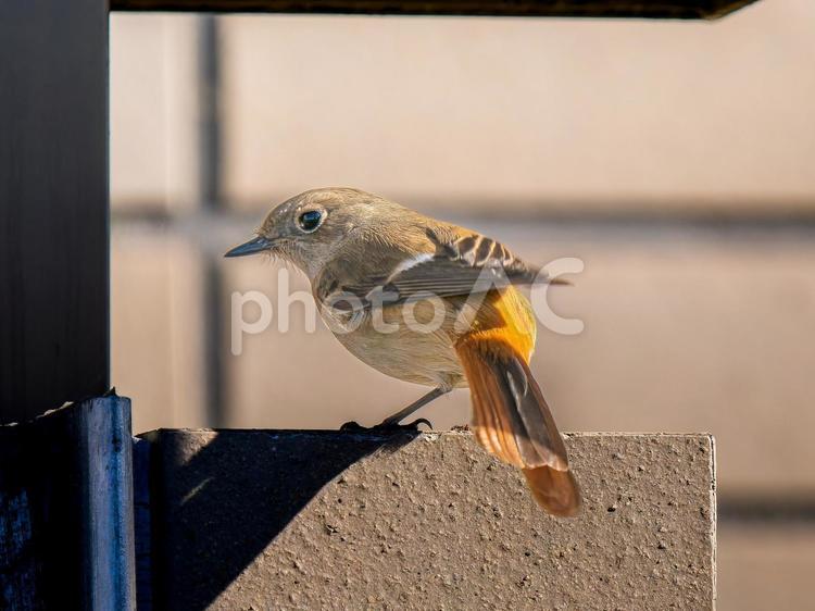ジョウビタキのメス・ジョビコ ジョウビタキ,ジョビコ,ジョウビタキのメスの写真素材