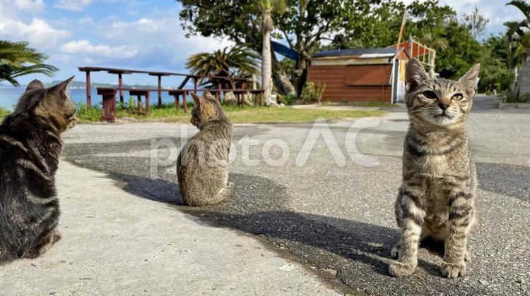 海辺でくつろぐ沖縄、離島の猫たち 猫,島猫,日向ぼっこの写真素材