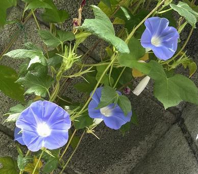 朝顔 朝顔 朝顔,アサガオ,あさがおの写真素材