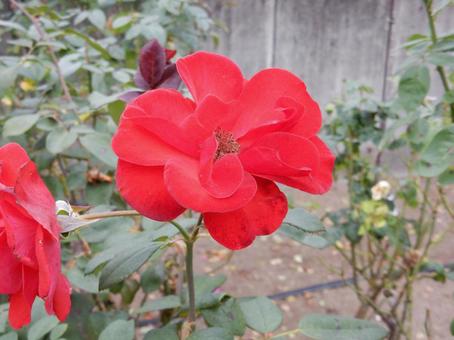 【薔薇の写真】バラの花 バラ,薔薇,植物の写真素材
