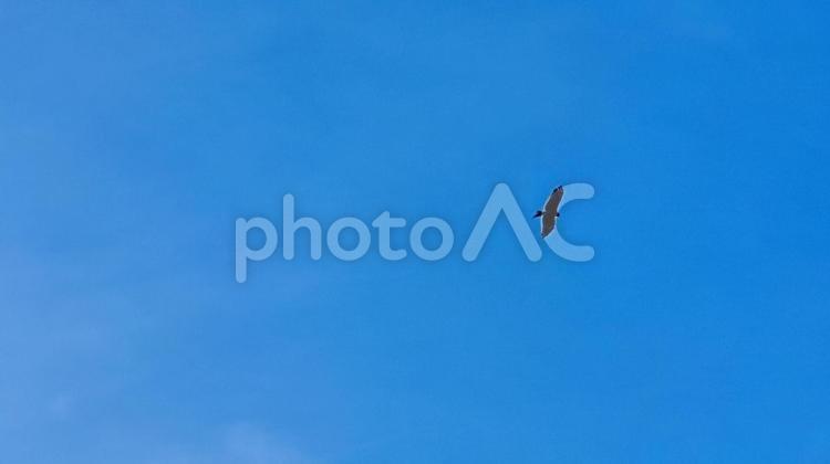 根尾谷淡墨桜 空,雲,鳥の写真素材