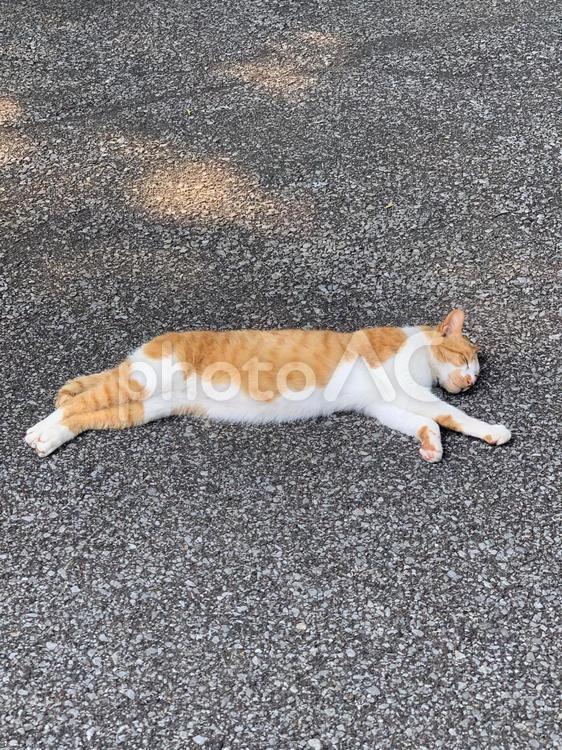 まったり猫 動物,猫,お昼寝の写真素材