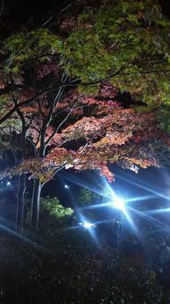 ライトアプされたもみじ ライトアプされたもみじの写真
