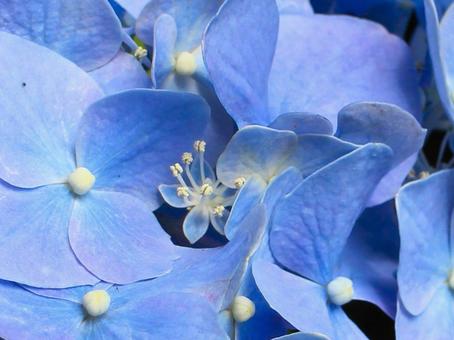 日本の花 日本の花の写真
