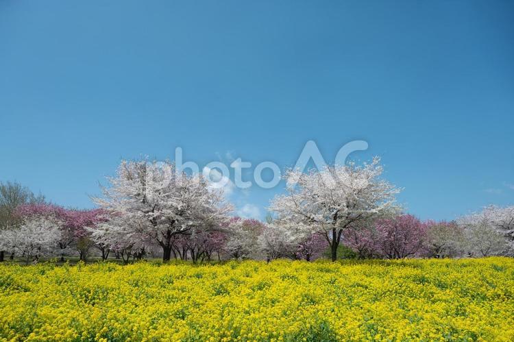 桜と菜の花畑 桜,春,菜の花の写真素材
