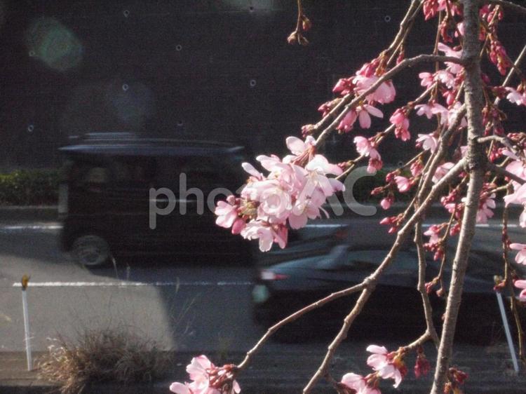 春分過ぎの横浜市都筑区荏田南のサクラ 南関東,神奈川県,桜花の写真素材