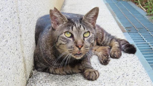 あなたの知らない世界が見えるもふもふな猫 あなたの知らない世界が見えるもふもふな猫の写真