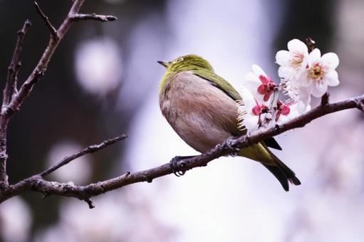 春の訪れを告げる梅の花とメジロ 鳥,メジロ,花の写真素材