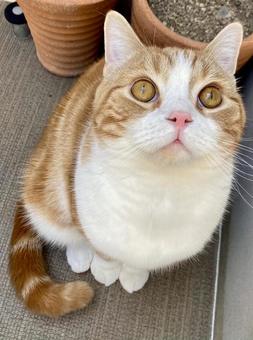 猫 猫の写真