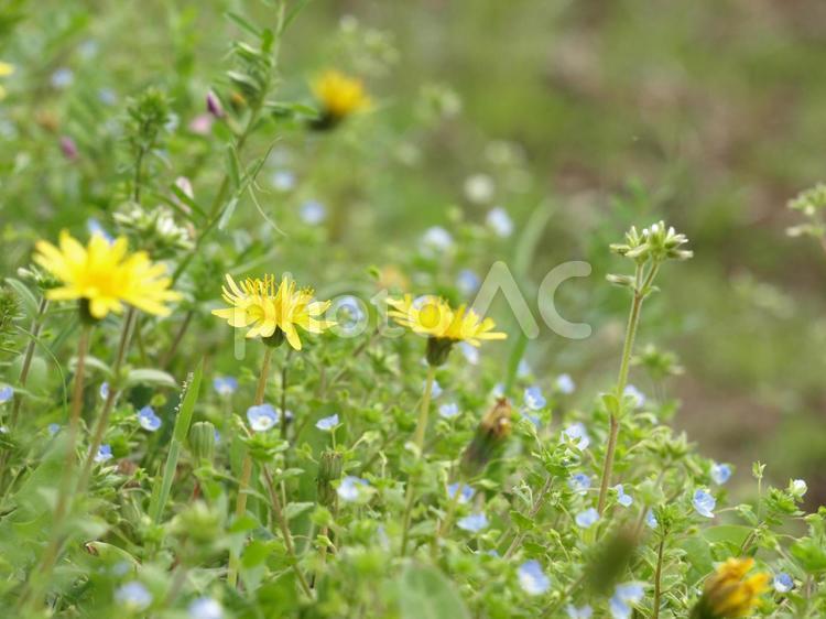 タンポポとオオイヌノフグリ、野草の草花 タンポポ,たんぽぽ,春の写真素材