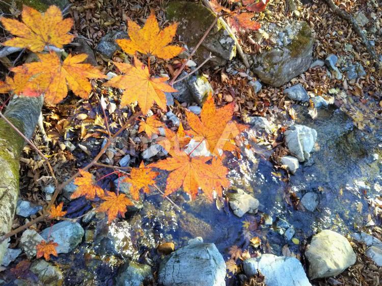 雨乞岳の川ともみじ 紅葉,背景,壁紙の写真素材