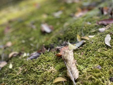 Photo, fall landscape, young, moss, 