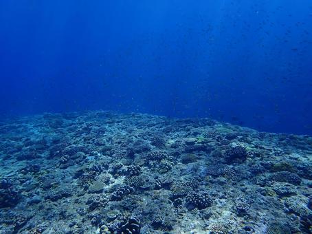 サンゴ礁 海,沖縄,サンゴ礁の写真素材