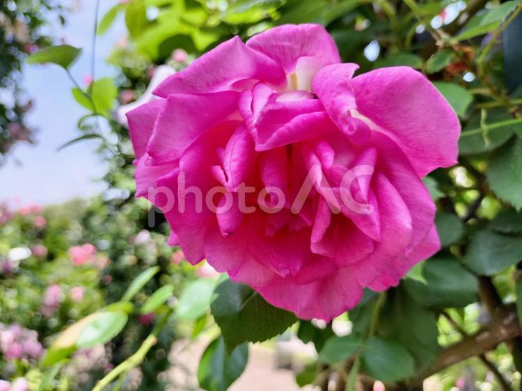 港の見える丘公園にて　濃いピンクの薔薇 薔薇,バラ,ばらの写真素材