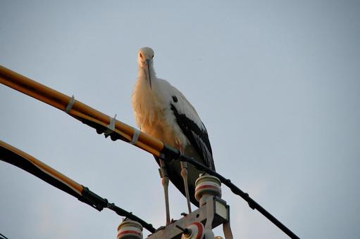 コウノトリ3 コウノトリ3の写真