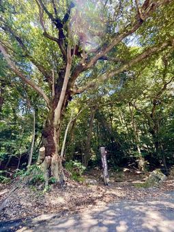 木漏れ日 木漏れ日 木漏れ日,自然,風景の写真素材