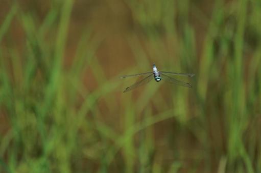 Photo, dragonfly, hovering, insect, 