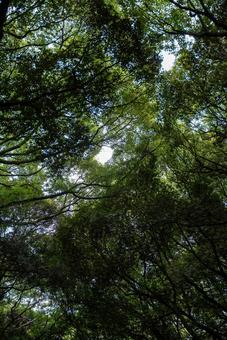 木漏れ日輝く緑の天蓋 自然,風景,緑の写真素材